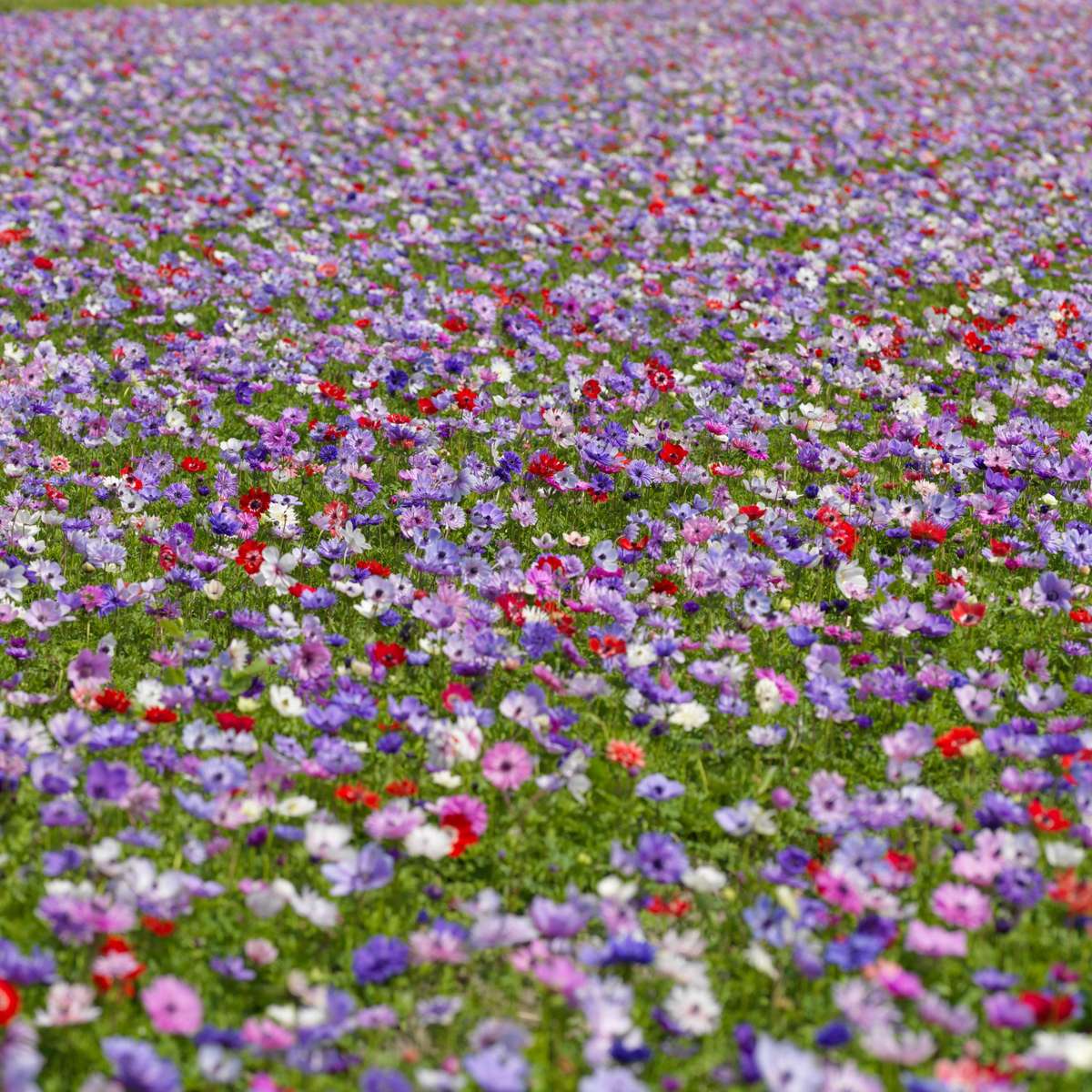 Anemone - 30 pcs. - Anemoon de Caen - Flower Bulbs