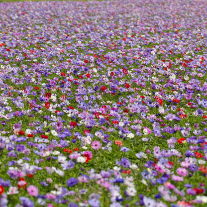 Anemone - 30 pcs. - Anemoon de Caen - Flower Bulbs