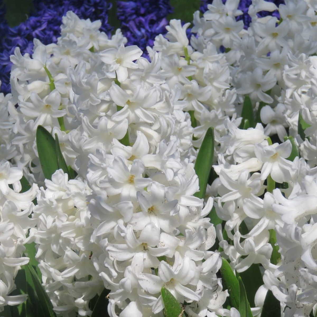 Hyacinth - 20 pcs. - Hyacinthus 'Carnegie' - Flower Bulbs - White
