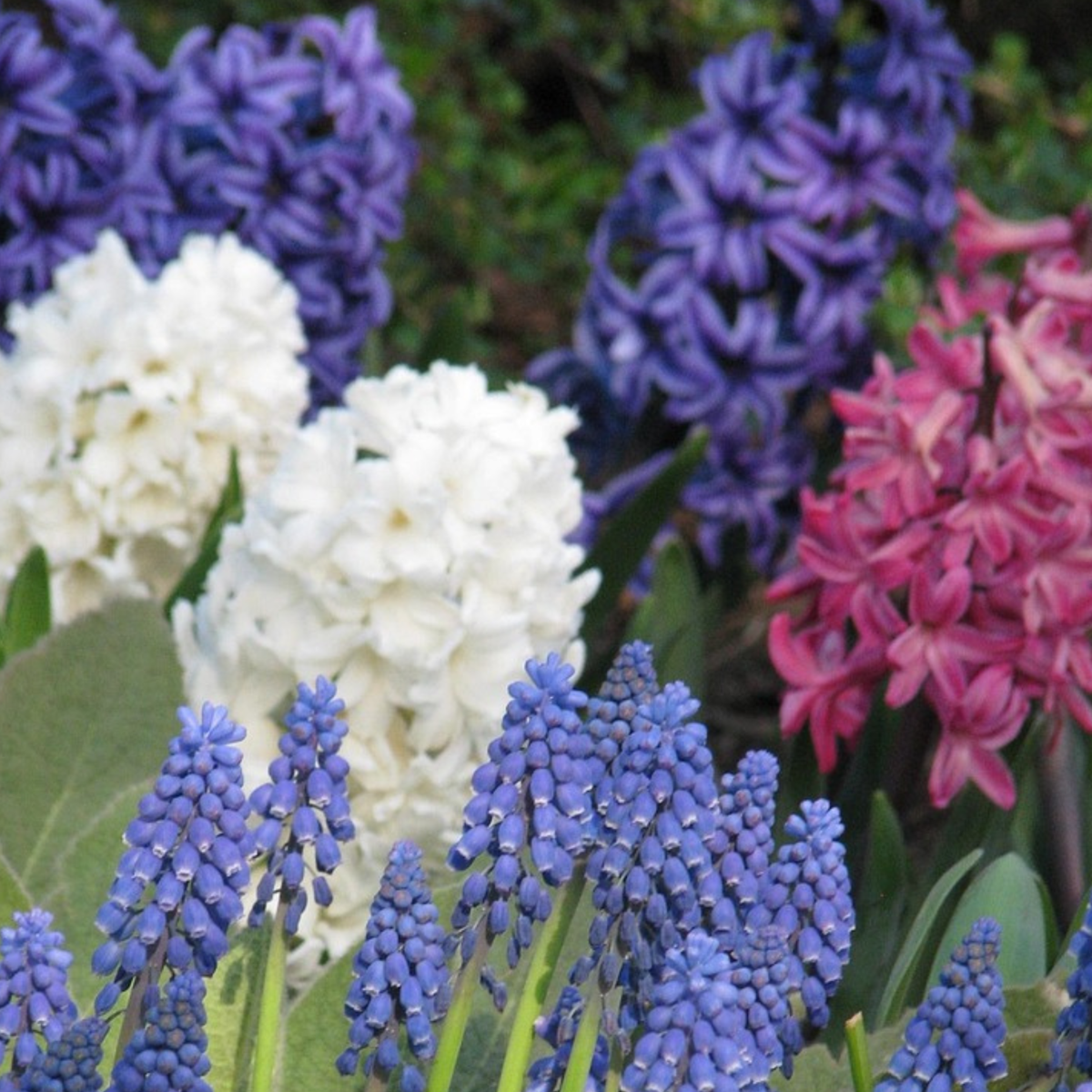 Hyacinth - 10 pcs. - Hyacinthus - Flower Bulbs