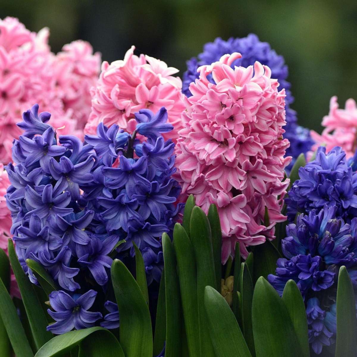 Hyacinth - 10 pcs. - Hyacinthus - Flower Bulbs