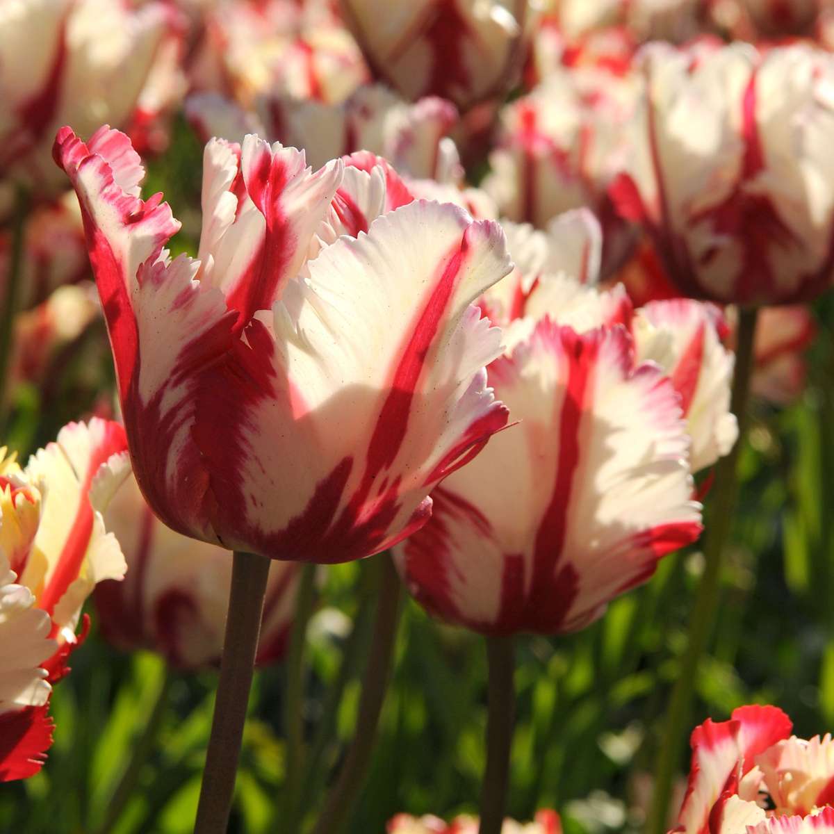 Tulip bulbs - 14 pcs. - Tulipa 'Estella Rijnveld' - Flower Bulbs - Red