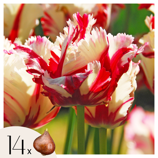 Tulip bulbs - 14 pcs. - Tulipa 'Estella Rijnveld' - Flower Bulbs - Red