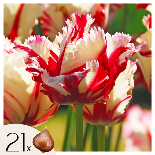 Tulip bulbs - 21 pcs. - Tulipa 'Estella Rijnveld' - Flower Bulbs - Red