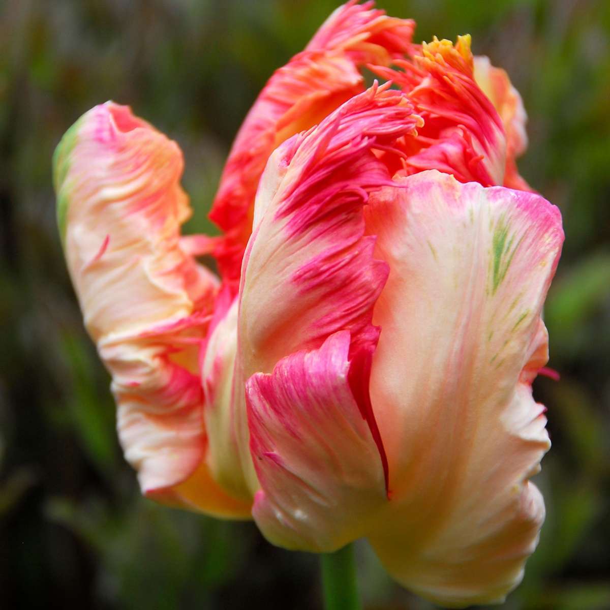 Tulip bulbs - 14 pcs. - Tulipa 'Apricot Parrot' - Flower Bulbs - Pink