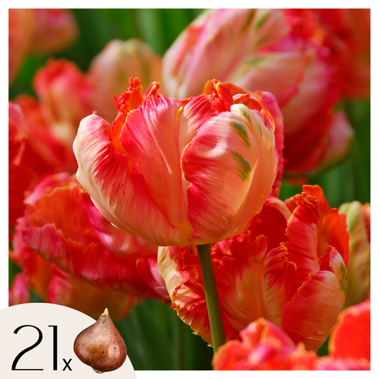 Tulip bulbs - 21 pcs. - Tulipa 'Apricot Parrot' - Flower Bulbs - Pink
