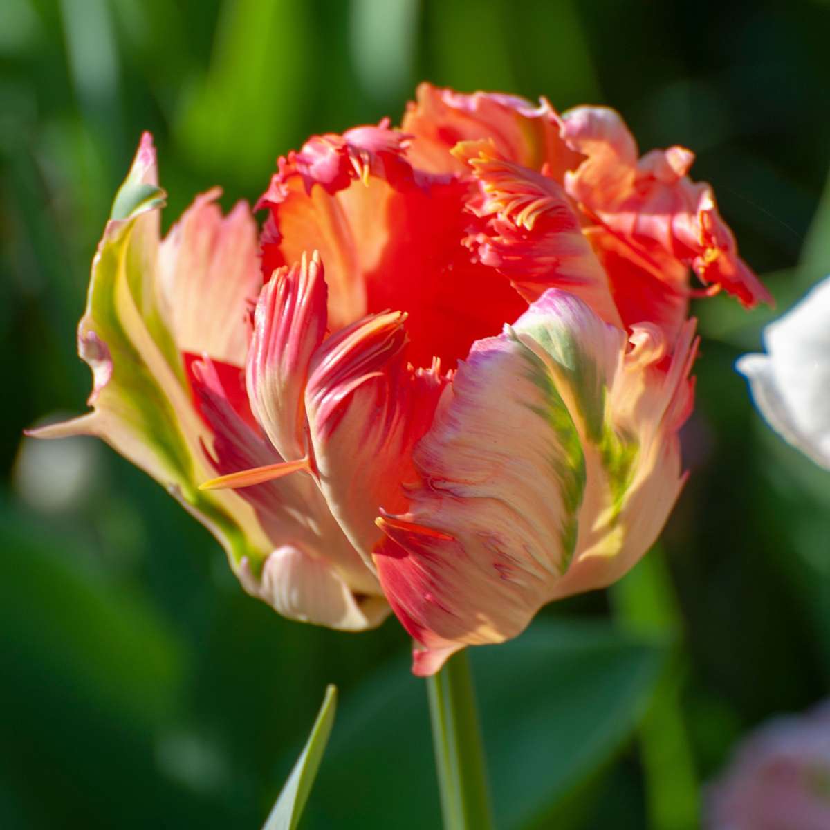 Tulip bulbs - 21 pcs. - Tulipa 'Apricot Parrot' - Flower Bulbs - Pink