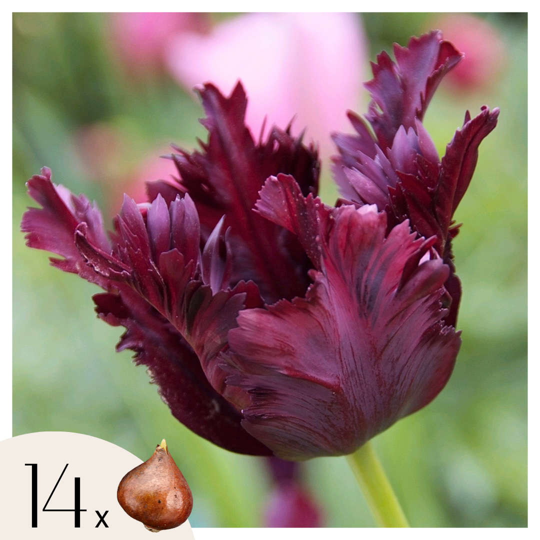 Tulip bulbs - 14 pcs. - Tulipa 'Black Parrot' - Flower Bulbs - Purple