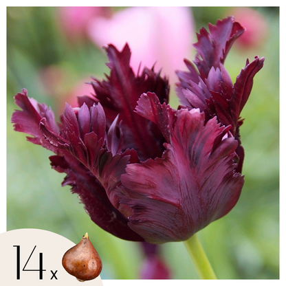 Tulip bulbs - 14 pcs. - Tulipa 'Black Parrot' - Flower Bulbs - Purple
