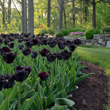Tulip bulbs - 21 pcs. - Tulipa 'Black Parrot' - Flower Bulbs - Purple