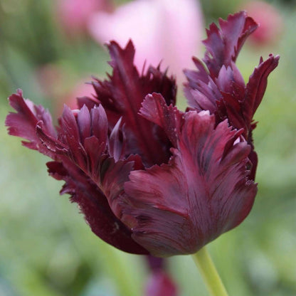 Tulip bulbs - 21 pcs. - Tulipa 'Black Parrot' - Flower Bulbs - Purple