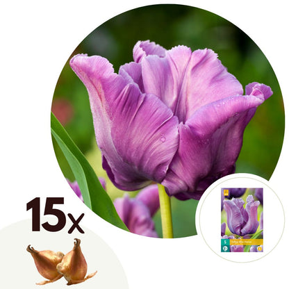 Tulip bulbs - 15 pcs. - Tulipa 'Blue Parrot' - Flower Bulbs - Blue