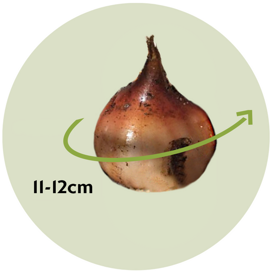 Tulip bulbs - 20 pcs. - Tulipa 'Blue Parrot' - Flower Bulbs - Blue