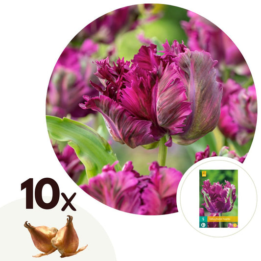 Tulip bulbs - 10 pcs. - Tulipa 'Parrot Negrita' - Flower Bulbs - Purple