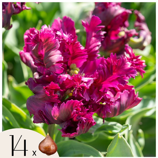 Tulip bulbs - 14 pcs. - Tulipa 'Parrot Negrita' - Flower Bulbs - Purple