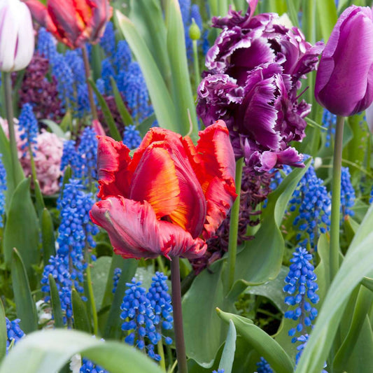 Tulip bulbs - 10 pcs. - Tulipa 'Rasta Parrot' - Flower Bulbs - White