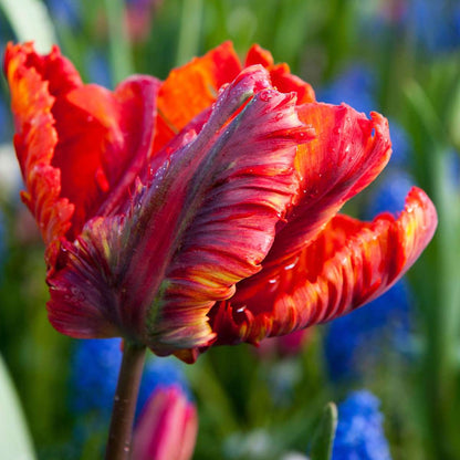 Tulip bulbs - 15 pcs. - Tulipa 'Rasta Parrot' - Flower Bulbs - White