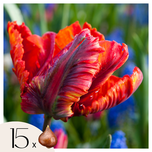 Tulip bulbs - 15 pcs. - Tulipa 'Rasta Parrot' - Flower Bulbs - White