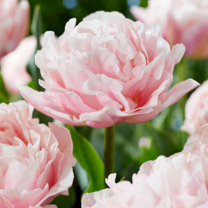 Tulip bulbs - 25 pcs. - Tulipa 'Dreamer' - Flower Bulbs - Pink