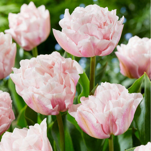 Tulip bulbs - 15 pcs. - Tulipa 'Dreamer' - Flower Bulbs - Pink