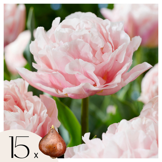 Tulip bulbs - 15 pcs. - Tulipa 'Dreamer' - Flower Bulbs - Pink