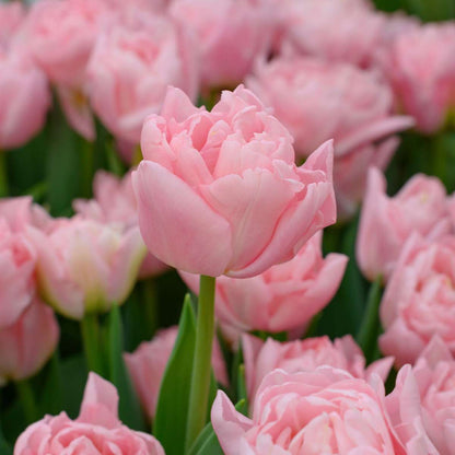 Tulip bulbs - 25 pcs. - Tulipa 'Dreamer' - Flower Bulbs - Pink