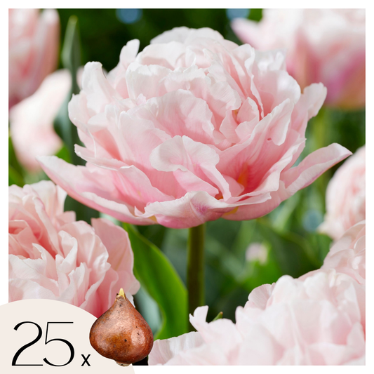 Tulip bulbs - 25 pcs. - Tulipa 'Dreamer' - Flower Bulbs - Pink
