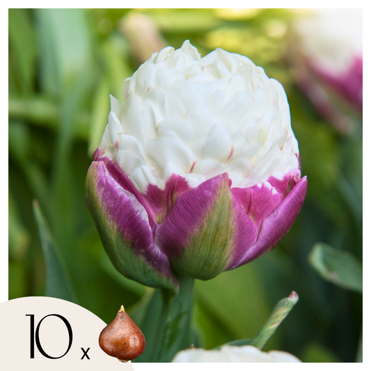 Tulip bulbs - 10 pcs. - Tulipa 'Ice Cream' - Flower Bulbs - Purple