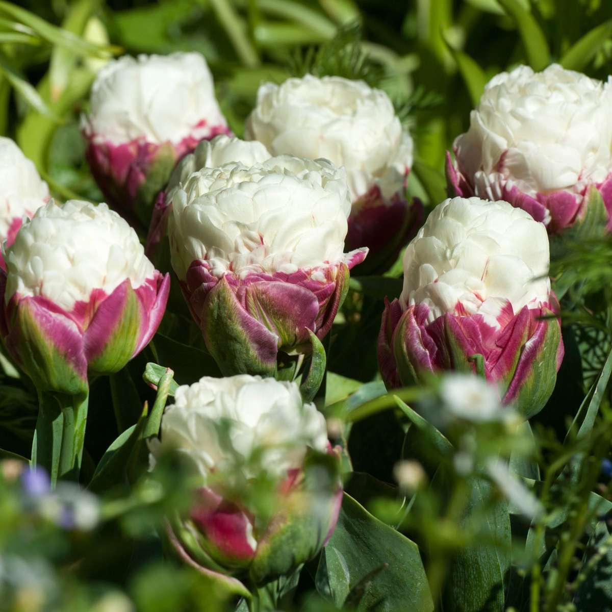 Tulip bulbs - 20 pcs. - Tulipa 'Ice Cream' - Flower Bulbs - Purple
