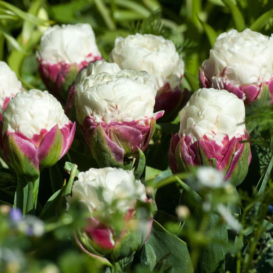 Tulip bulbs - 20 pcs. - Tulipa 'Ice Cream' - Flower Bulbs - Purple