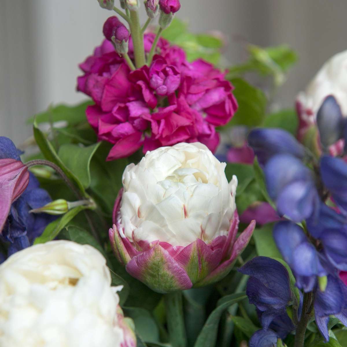 Tulip bulbs - 20 pcs. - Tulipa 'Ice Cream' - Flower Bulbs - Purple
