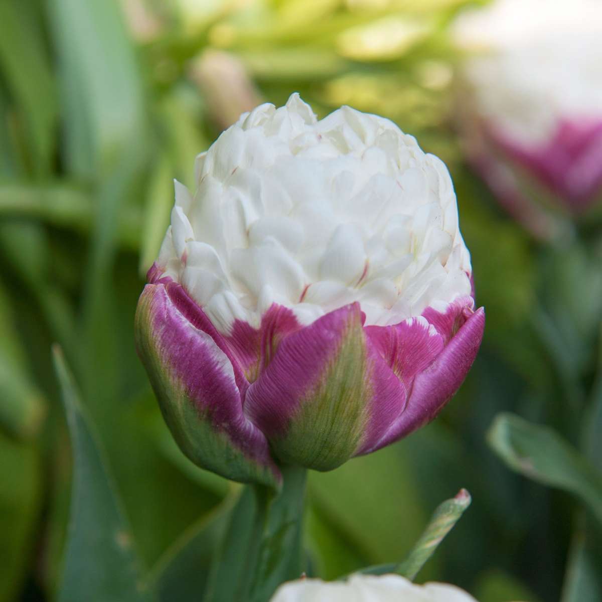 Tulip bulbs - 20 pcs. - Tulipa 'Ice Cream' - Flower Bulbs - Purple