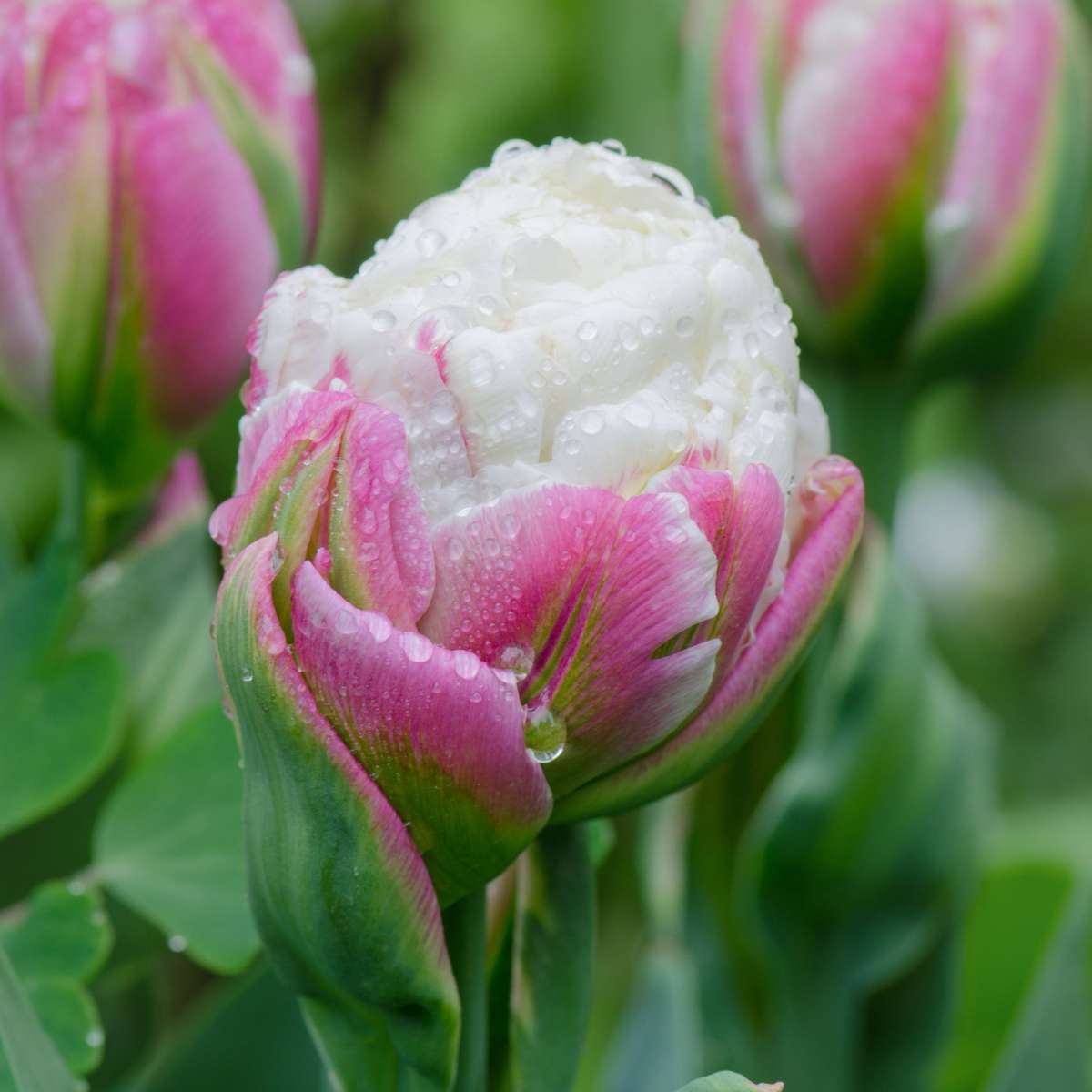 Tulip bulbs - 20 pcs. - Tulipa 'Ice Cream' - Flower Bulbs - Purple