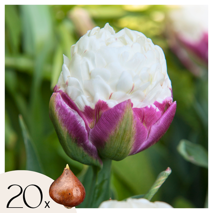 Tulip bulbs - 20 pcs. - Tulipa 'Ice Cream' - Flower Bulbs - Purple