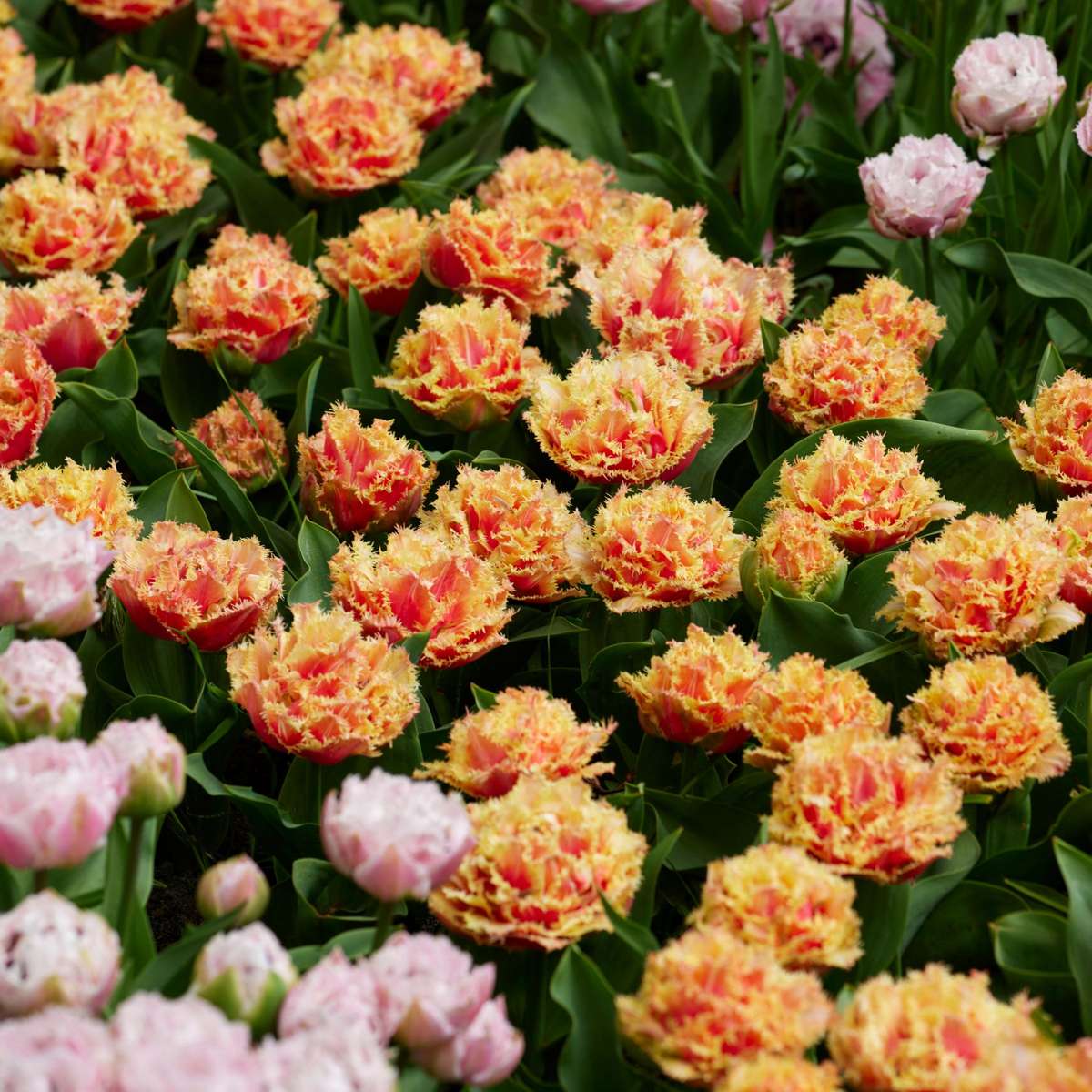 Tulip bulbs - 15 pcs. - Tulipa 'Brisbane' - Flower Bulbs - Pink