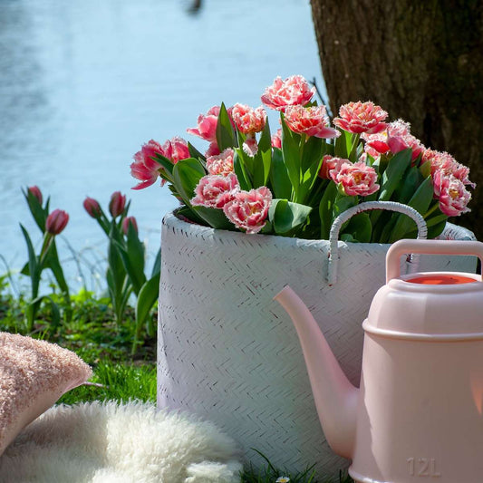 Tulip bulbs - 15 pcs. - Tulipa 'Queensland' - Flower Bulbs - Pink
