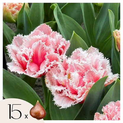 Tulip bulbs - 15 pcs. - Tulipa 'Queensland' - Flower Bulbs - Pink
