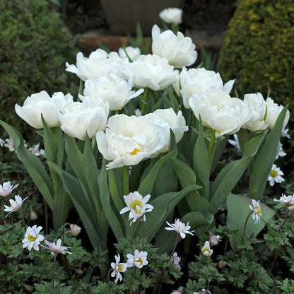 Tulip bulbs - 20 pcs. - Tulipa 'Snow Crystal' - Flower Bulbs - White