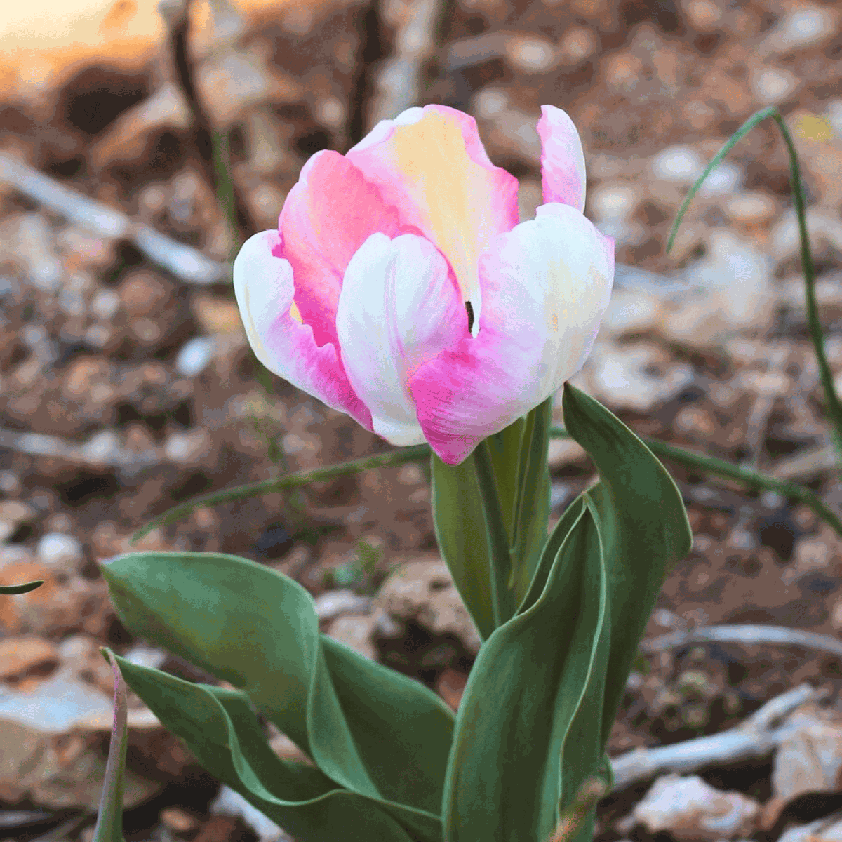 Tulip bulbs - 15 pcs. - Tulipa 'Cabanna' - Flower Bulbs - Pink