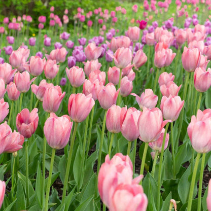 Tulip bulbs - 15 pcs. - Tulipa 'Cabanna' - Flower Bulbs - Pink