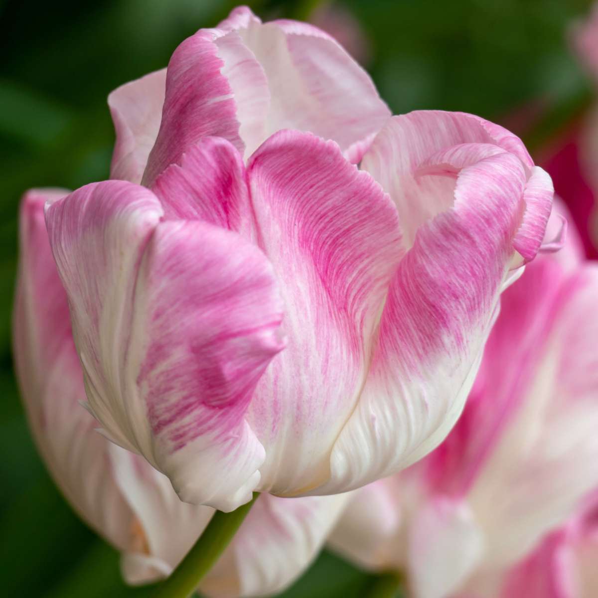 Tulip bulbs - 15 pcs. - Tulipa 'Cabanna' - Flower Bulbs - Pink