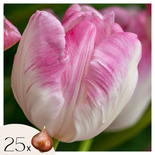 Tulip bulbs - 25 pcs. - Tulipa 'Cabanna' - Flower Bulbs - Pink