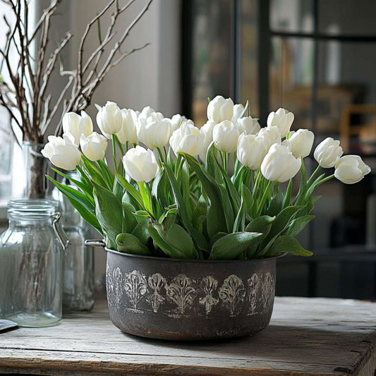 Tulip bulbs - 14 pcs. - Tulipa 'Northcap' - Flower Bulbs - Yellow