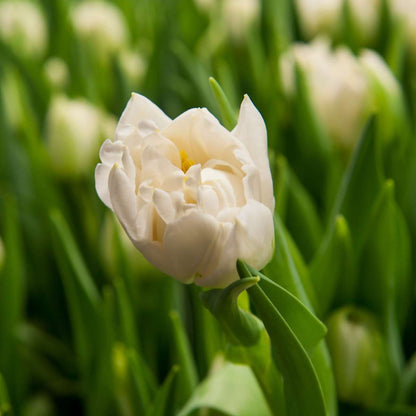 Tulip bulbs - 14 pcs. - Tulipa 'Northcap' - Flower Bulbs - Yellow