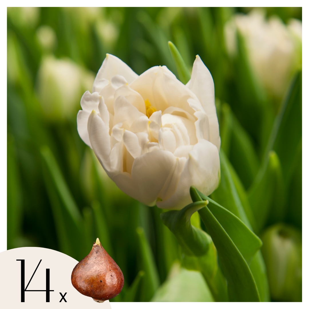 Tulip bulbs - 14 pcs. - Tulipa 'Northcap' - Flower Bulbs - Yellow