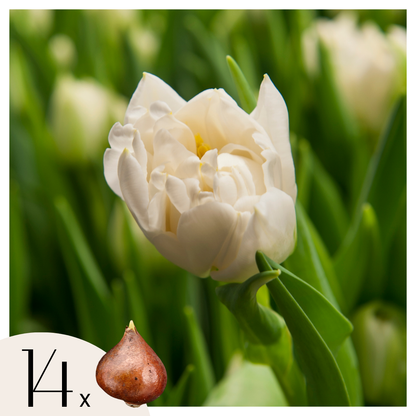 Tulip bulbs - 14 pcs. - Tulipa 'Northcap' - Flower Bulbs - Yellow