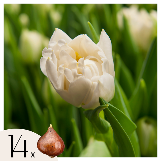 Tulip bulbs - 14 pcs. - Tulipa 'Northcap' - Flower Bulbs - Yellow