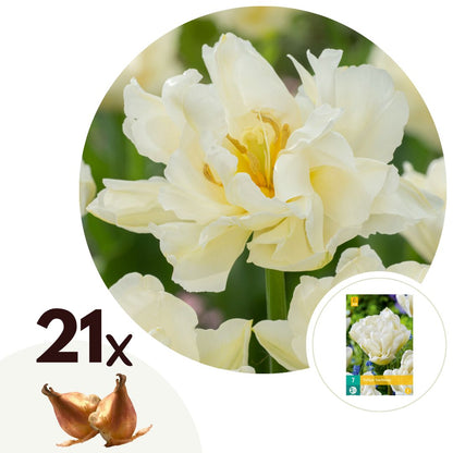 Tulip bulbs - 21 pcs. - Tulipa 'Northcap' - Flower Bulbs - Yellow