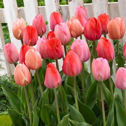 Tulip bulbs - 80 pcs. - Tulipa 'Salmon', 'Van Eijk' - Flower Bulbs - Red