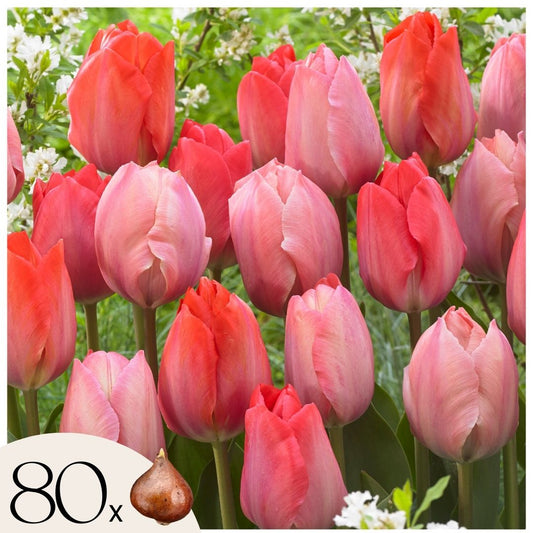 Tulip bulbs - 80 pcs. - Tulipa 'Salmon', 'Van Eijk' - Flower Bulbs - Red